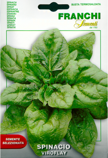 Spinach "Viroflay"