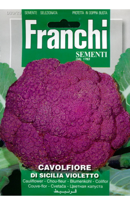 Капуста цветная Фиолетовая Сицилия : продажа семян