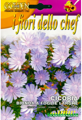 Chicory (wild succory, coffee weed)