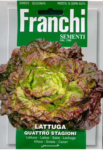 Lettuce-head "Quattro Stagioni"