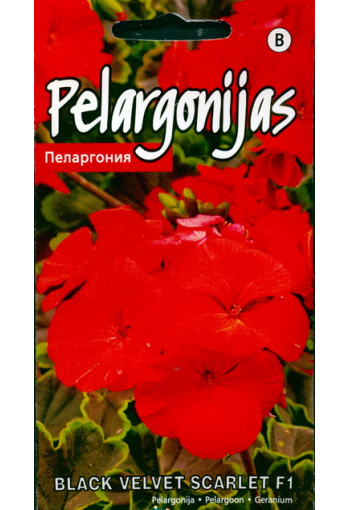 Pelargonium "Black Velvet Scarlet" F1