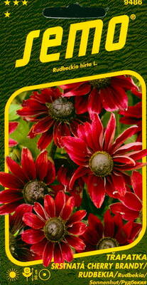 Sommarrudbeckia"Cherry Brandy"