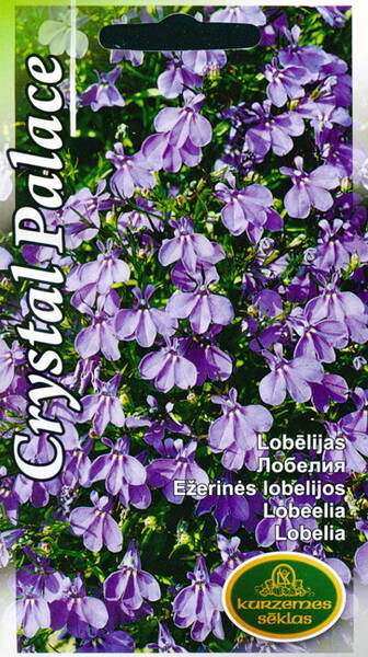 Lobelia "Crystal Palace"