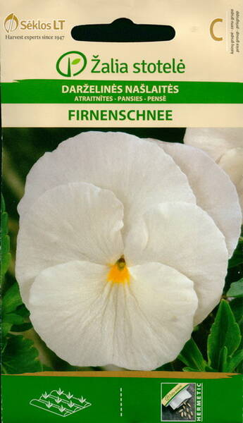 Pansy "Firnenschnee"