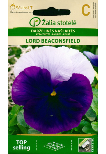 Pansy "Lord Beaconsfield"