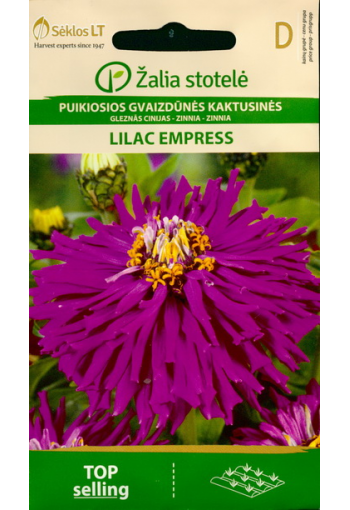 Tsinnia "Lilac Empress"