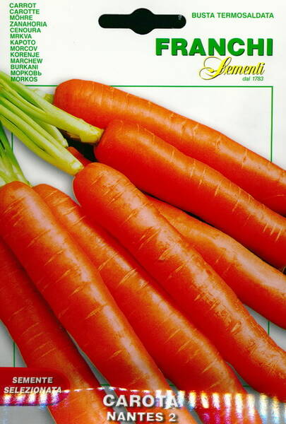 Carrot "Nantes 2"