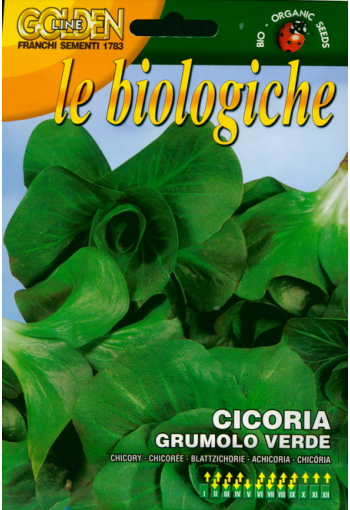 Leaf chicory "Grumolo Verde"