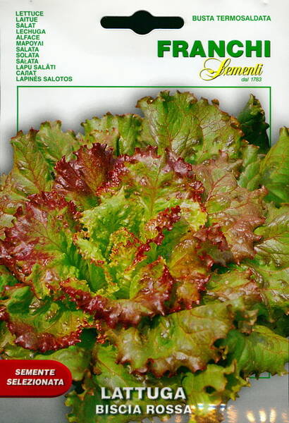 Lettuce "Biscia Rossa"