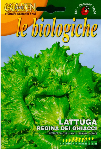 Lettuce-head "Regina del Ghiacci" (Iceking)