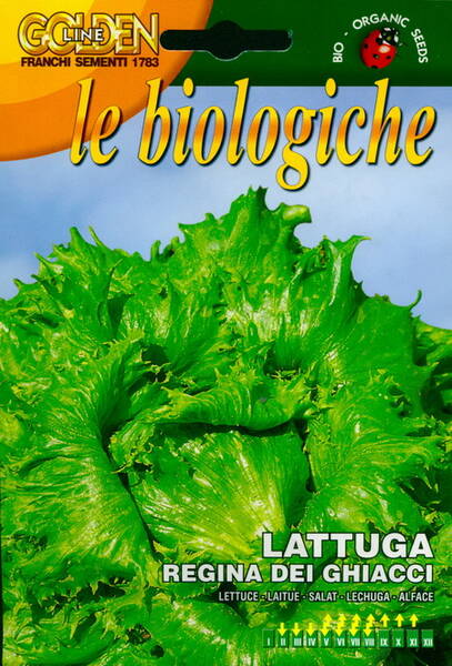 Lettuce-head "Regina del Ghiacci" (Iceking)