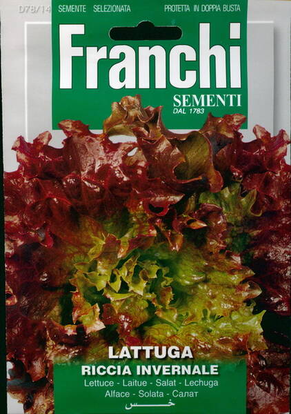 Lettuce "Riccia Invernale"