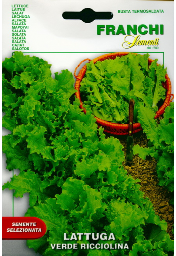 Salat tammelehine "Verde Ricciolina"