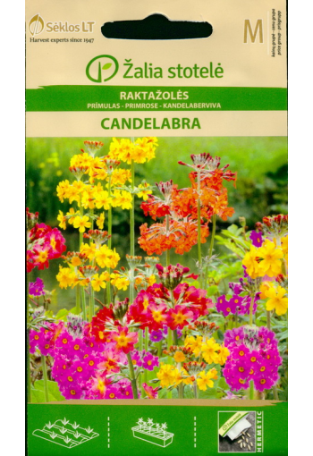 Oxlip (Candelabra hybrids) color mix