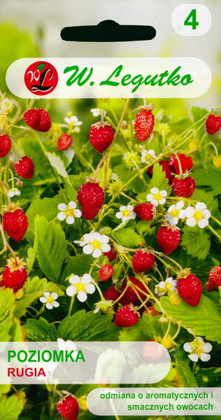 Strawberry "Rugia"