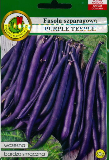 Dwarf french bean "Purple Teepee"