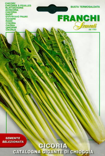 Leaf chicory "Catalogna Gigante di Chioggia"