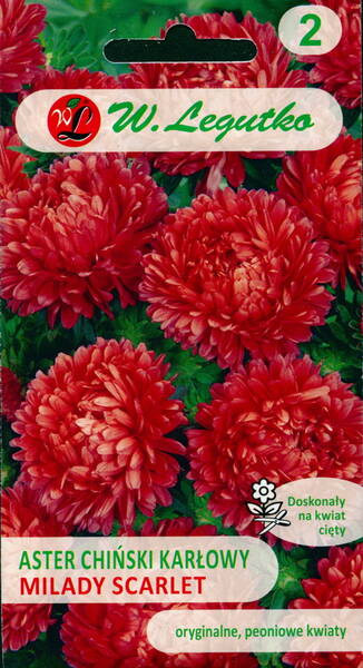 Sommaraster "Milady Scarlet"