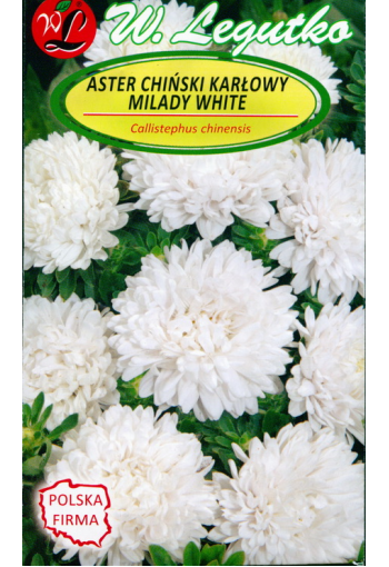 Kiinanasteri "Milady White"