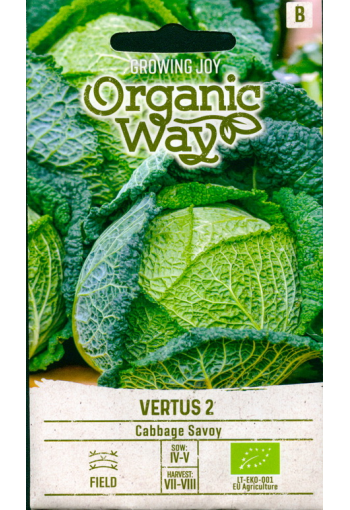 Savoy cabbage "Vertus 2"