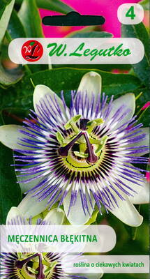 Blue Granadilla "Сavalier Star"