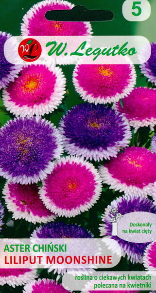 Aster pompon "Liliput Moonshine"