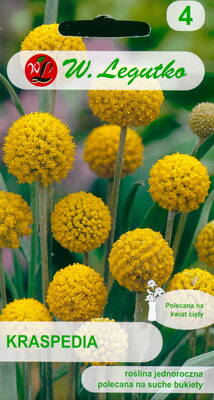 Solboll "Billy Buttons"