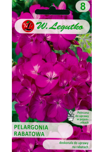 Pelargonium "Violet" F1