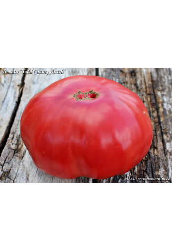 Tomaatti "Todd County Amish"