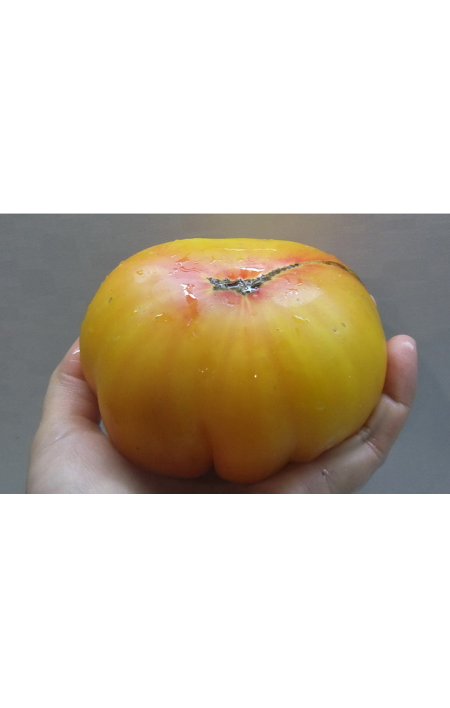 Tomato Marzipan Gold: seeds