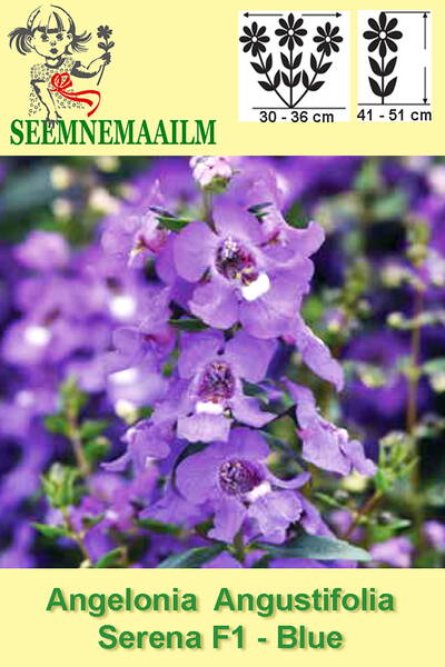 Enkelinkukka "Serena Blue" F1 (Angelonia)