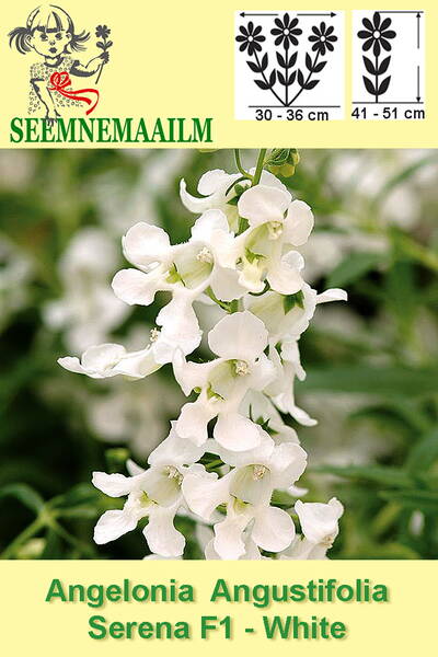 Enkelinkukka "Serena White" F1 (angelonia)