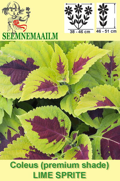 Coleus "Lime Sprite"