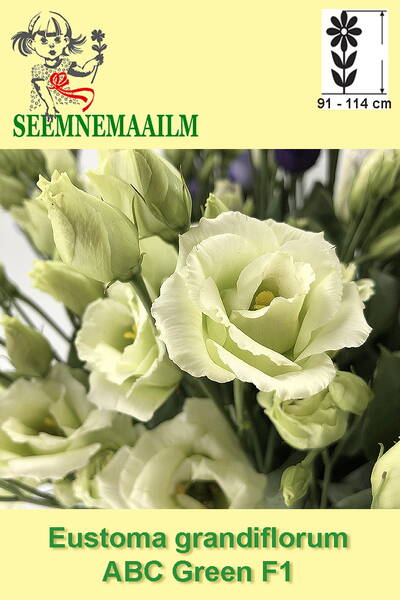 Preeriaeustoma "ABC 1 Green" F1