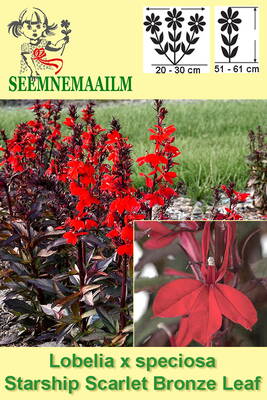 Lobelia x speciosa "Starship Scarlet Bronze Leaf"