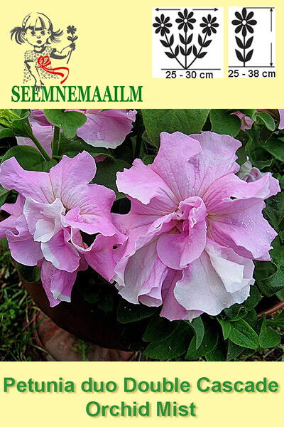 Petunia "Double Cascade Orchid Mist" F1