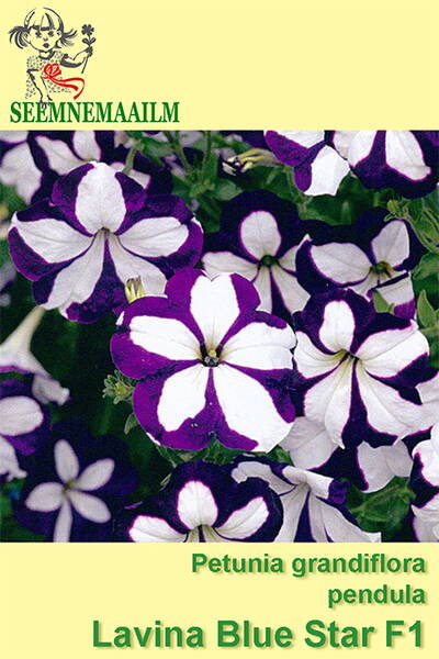 Petunia "Lavina Blue Star" F1