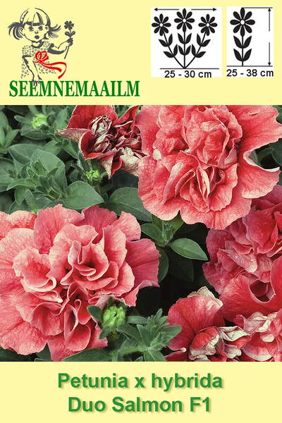 Petunia "Duo Salmon" F1