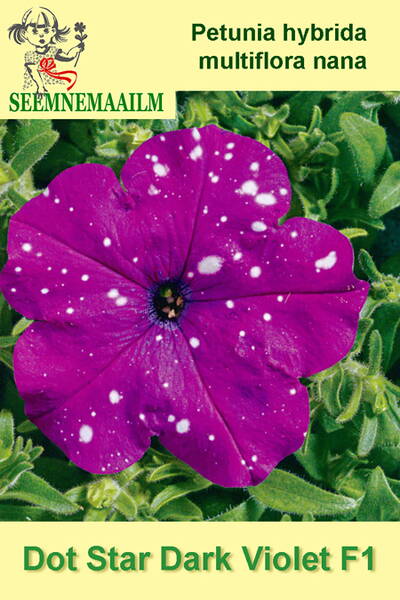 Petunia "Dot Star dark Violet" F1