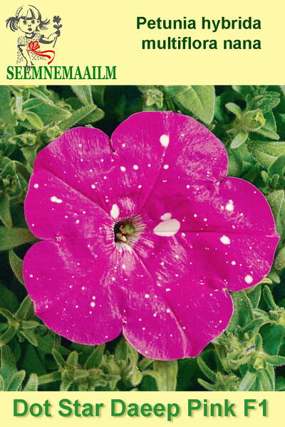 Petunia "Dot Star Deep Pink" F1