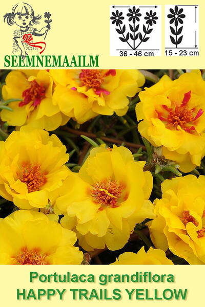 Moss rose "Happy Trails Yellow" (hanging)