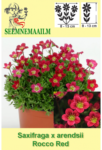 Mossy Saxifrage "Rocco Red"