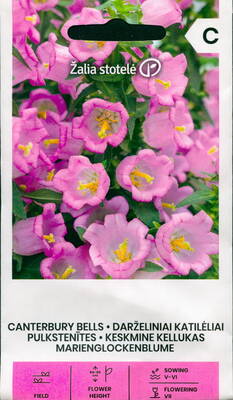 Canterbury bell "Cup and Saucers" (pink)