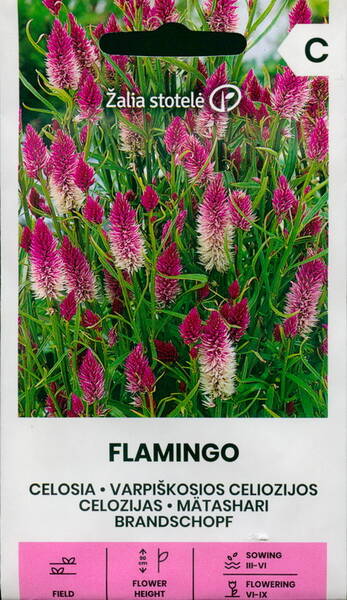 Cockscomb "Flamingo"