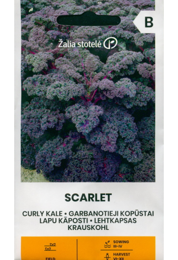 Curly kale "Scarlet"