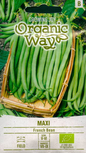 French bean "Maxi"