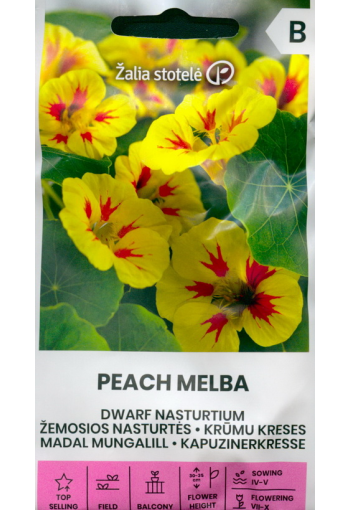 Nasturtium low "Peach Melba"
