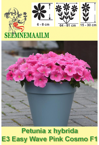 Petuunia ampelne "Easy Wave Pink Cosmo" F1 (Surfiinia)