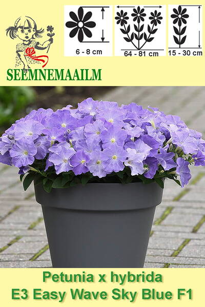 Petunia ampelous "Easy Wave Sky Blue" F1