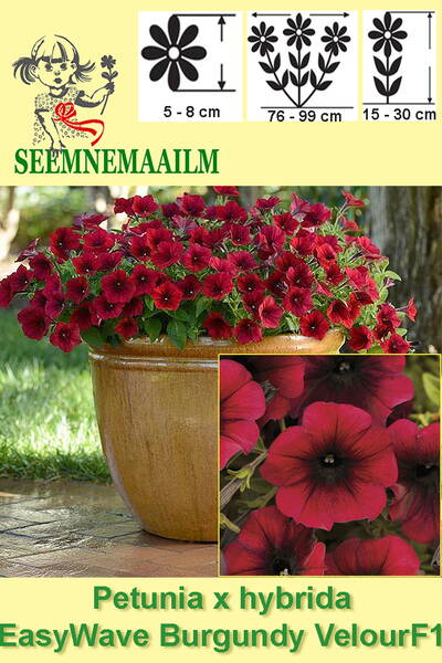 Petunia "Easy Wave Burgundy Velour" F1